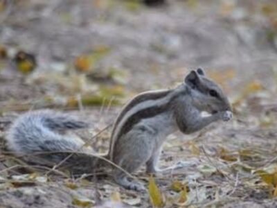 इंदौर में देश का पहला ‘गिलहरी पार्क’